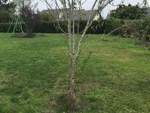 Vente TerrainMozé-sur-Louet