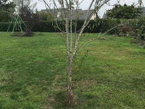 Vente de terrain Mozé-sur-Louet 49