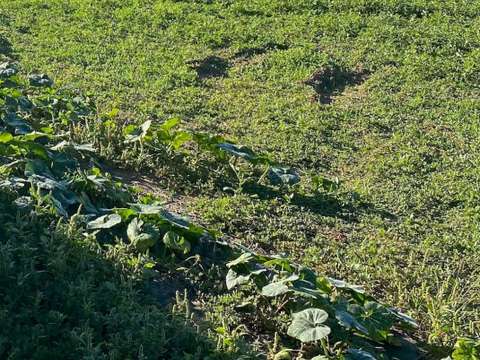 Vente de terrain Petosse 85