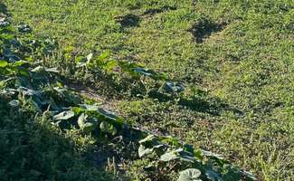 Photo Vente de terrain Petosse