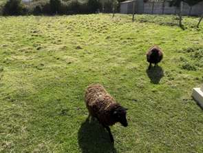 Vente Terrain 757 m&sup2;Pléneuf-Val-André