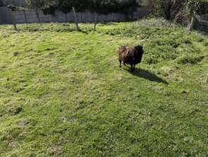 Vente Terrain 596 m&sup2;Pléneuf-Val-André