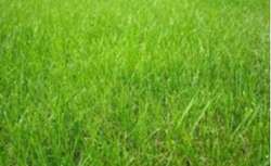 Photo Vente de terrain Plesder