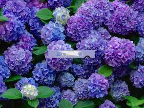 Vente Terrain 415 m&sup2;Plouguerneau