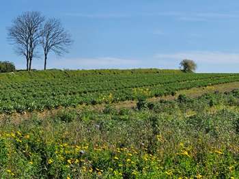 Vente Terrain 440 m&sup2;Plouguerneau