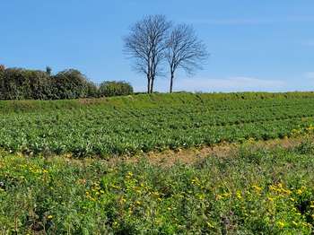 Vente Terrain 519 m&sup2;Plouguerneau