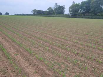 Vente Terrain 519 m&sup2;Plouguerneau
