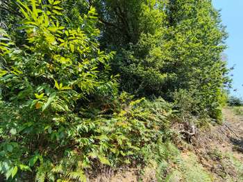Vente de terrain