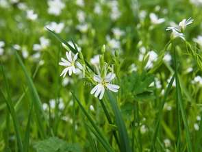 Vente Terrain 641 m&sup2;Pont-Scorff