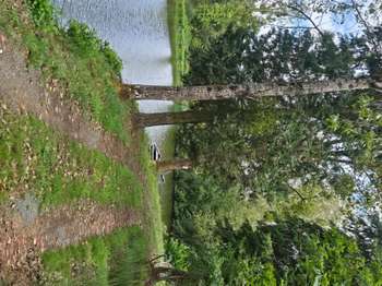 Vente Terrain 23180 m&sup2;Pré-en-Pail-Saint-Samson