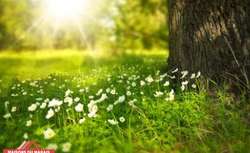 Photo Vente de terrain Reffannes