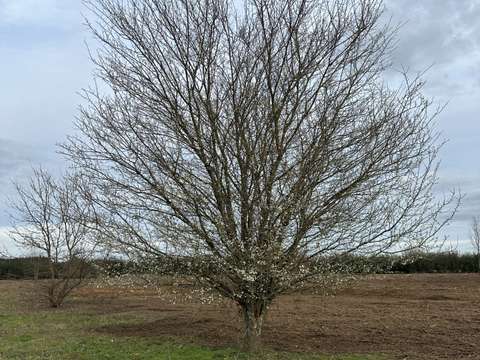 Vente de terrain Saint-Antoine-de-Breuilh 24