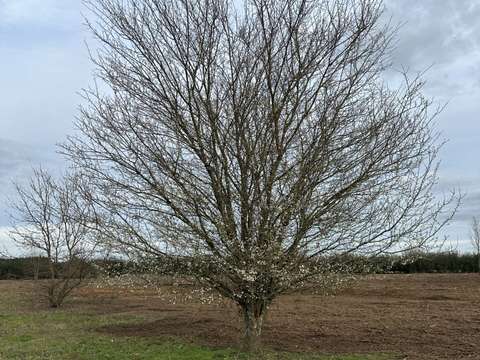Vente de terrain Saint-Antoine-de-Breuilh 24