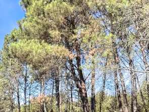 Vente Terrain 270000 m&sup2;Saint-Barthélemy-de-Bellegarde