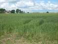 Vente de terrain Saint-Georges-du-Rosay - 72