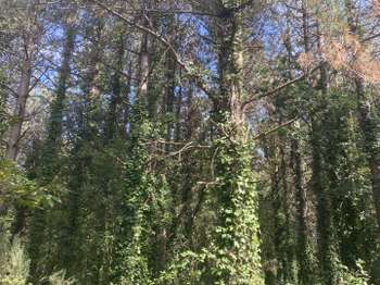 Vente de terrain Saint-Gervais 85