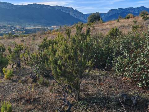 Vente de terrain Saint-Paul-de-Fenouillet 66