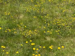 Vente Terrain 700 m&sup2;Saint-Pol-de-Léon