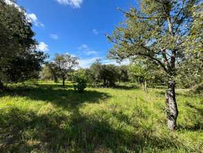 Vente Terrain 10997 m&sup2;Saint-Thomas-de-Conac