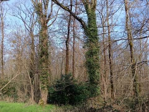 Vente de terrain