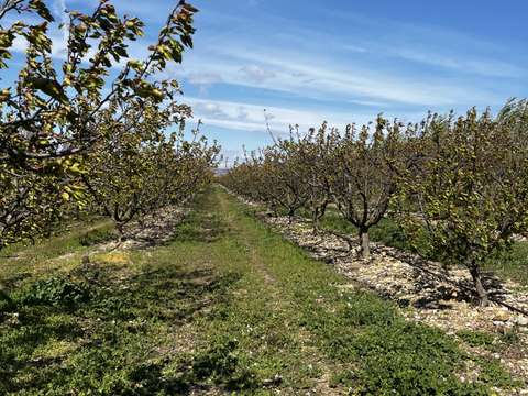 Vente de terrain Salses-le-Château 66