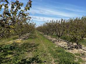 Vente Terrain 103160 m&sup2;Salses-le-Château