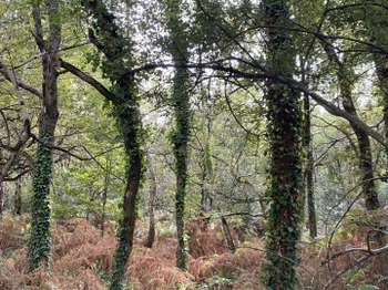 Vente de terrain Soullans 85