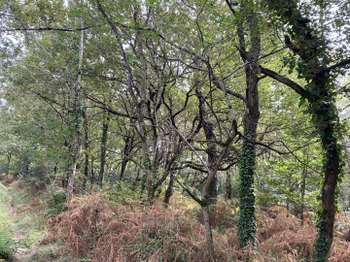 Vente Terrain 14000 m&sup2;Soullans