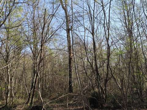 Vente de terrain Sury-près-Léré 18