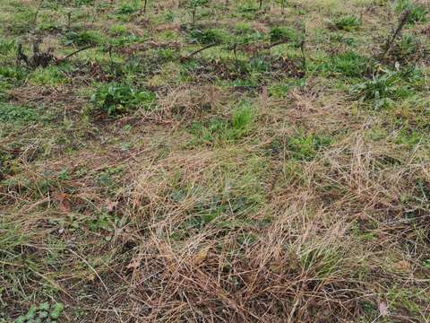 Vente de terrain Vendrennes 85