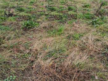 Vente de terrain Vendrennes 85